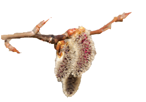 Poplar Buds