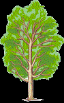 Poplar Tree