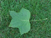 Poplar Neighbor Links
