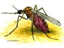 Art by David Joffe at http://www.scorpioncity.com/gallery.html